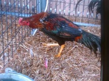 Chicken Birds Available for Adoption - ROOSTER #3 | PetCurious
