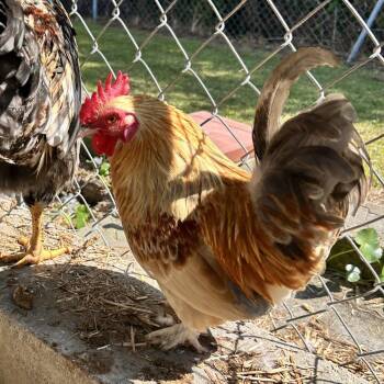 Barbara -  Chicken Bird for Adoption in Newport, North Carolina - Barbara | PetCurious