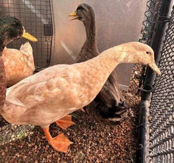 Pippin -  Duck Bird for Adoption in Golden, Colorado - Pippin | PetCurious