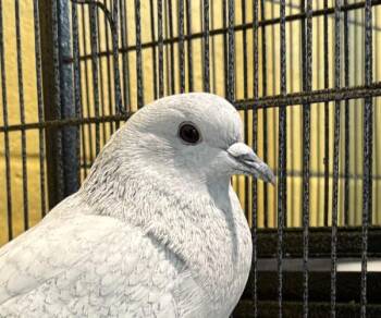 Pigeon Birds Available for Adoption - Olaf | PetCurious