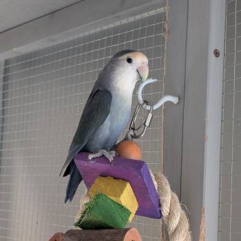 Leif -  Lovebird Bird for Adoption in Puslinch, Ontario - Leif | PetCurious
