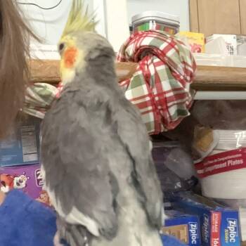Cockatiel Birds Available for Adoption in Lenexa, Kansas - Pinky Toes | PetCurious