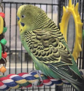 Buddy -  Budgie Budgerigar Bird for Adoption in Elizabeth, Colorado - Buddy | PetCurious