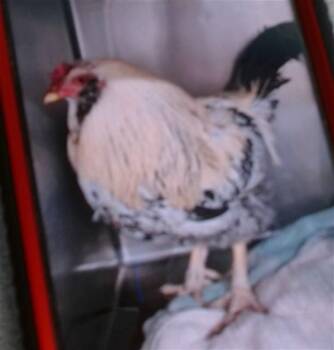 Chicken Birds Available for Adoption - CRAZY CHICKEN | PetCurious