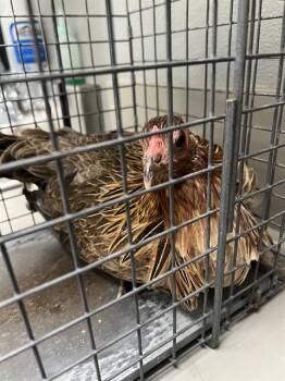 BEAKONCÉ -  Chicken Bird for Adoption in Las Vegas, Nevada - BEAKONCÉ | PetCurious