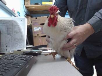 Chicken Birds Available for Adoption in Albuquerque, New Mexico - BLANCO | PetCurious