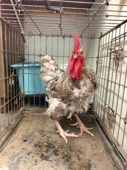A333799 -  Chicken Bird for Adoption in Santa Cruz, California - A333799 | PetCurious