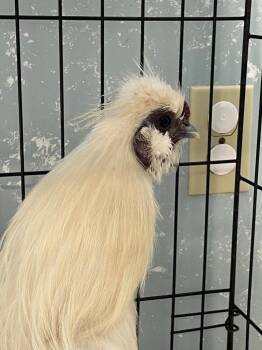 Chicken Birds Available for Adoption in Fall River, Massachusetts - Kelly Cluckson | PetCurious