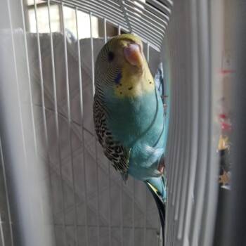 Jonah -  Budgie Budgerigar Bird for Adoption in Modesto, California - Jonah | PetCurious