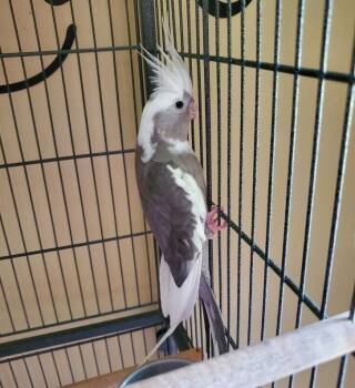 Cockatiel Birds Available for Adoption in Pittsburgh, Pennsylvania - Cockatiel 5(Fatboy) | PetCurious