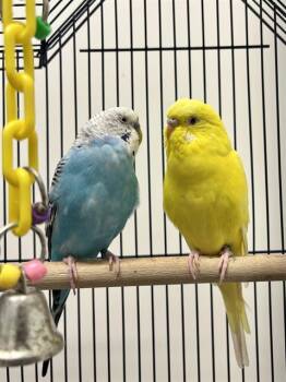 Parakeet Birds Available for Adoption - BLUBERRY | PetCurious