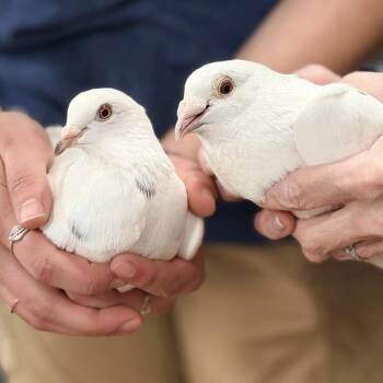 Taffy & Blitzen (married couple) -  Pigeon Bird for Adoption in Chicago, Illinois - Taffy & Blitzen (married Couple) | PetCurious