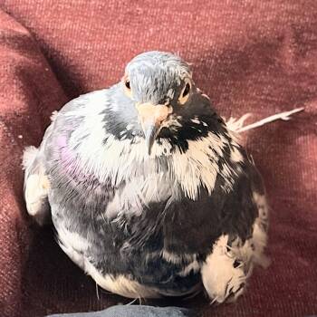 Pigeon Birds Available for Adoption - Fondue (local Adoption Only) | PetCurious
