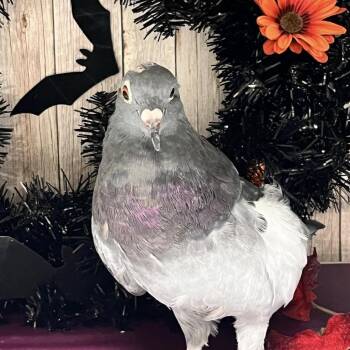 Kobuk -  Pigeon Bird for Adoption in Chicago, Illinois - Kobuk | PetCurious