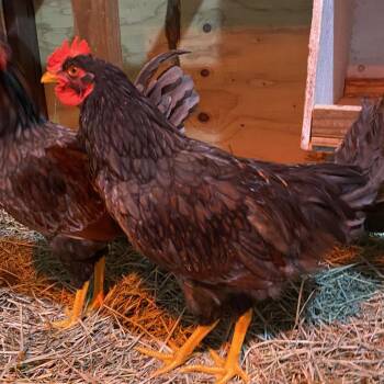 Apple Sauce -  Chicken Bird for Adoption in Cheyenne, Wyoming - Apple Sauce | PetCurious