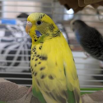 Parakeet Birds Available for Adoption in Kanab, Utah - Tuna | PetCurious