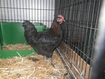 A922386 -  Chicken Bird for Adoption in Sacramento, California - A922386 | PetCurious