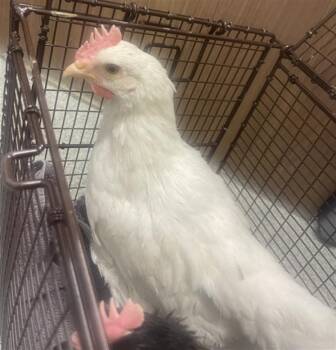 Chicken Birds Available for Adoption in Loveland, Colorado - PEEP | PetCurious