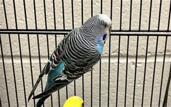 BOBO -  Budgie Budgerigar Bird for Adoption in Colorado Springs, Colorado - BOBO | PetCurious