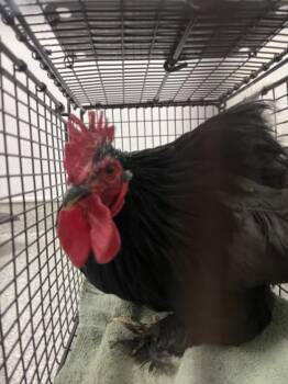 CROW -  Chicken Bird for Adoption in Loveland, Colorado - CROW | PetCurious