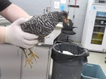 NUGGET -  Chicken Bird for Adoption in Omaha, Nebraska - NUGGET | PetCurious