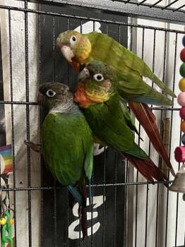 Conure Birds Available for Adoption in Pittsburgh, Pennsylvania - Reaper | PetCurious