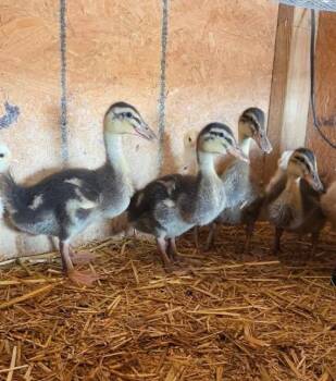 Lemon -  Duck Bird for Adoption in Eagle Mountain, Utah - Lemon | PetCurious