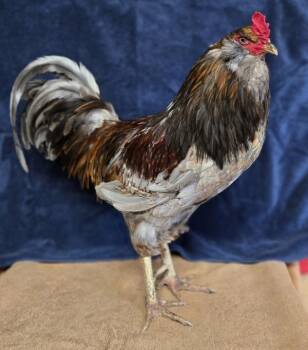 Chicken Birds Available for Adoption in Salinas, California - Bobby | PetCurious