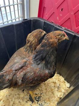 GALAXY* -  Chicken Bird for Adoption in Santa Cruz, California - GALAXY* | PetCurious