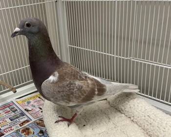 Pigeon Birds Available for Adoption in Stratham, New Hampshire - Homing Pigeon | PetCurious