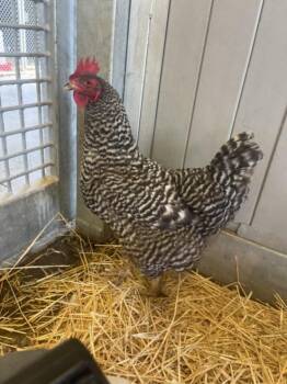MAMA -  Chicken Bird for Adoption in Loveland, Colorado - MAMA | PetCurious