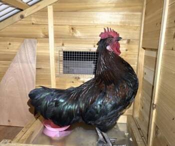 Zaxby -  Chicken Bird for Adoption in Lafayette, Indiana - Zaxby | PetCurious