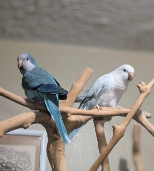 Gidget -  Quaker Parakeet Bird for Adoption in Ballwin, Missouri - Gidget | PetCurious