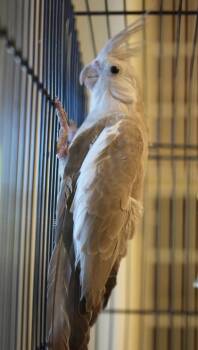Chip -  Cockatiel Bird for Adoption in Bowling Green, Kentucky - Chip | PetCurious