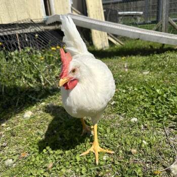 Chicken Birds Available for Adoption - Igor | PetCurious