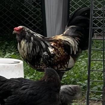 Cluck Norris -  Chicken Bird for Adoption in Quakertown, Pennsylvania - Cluck Norris | PetCurious