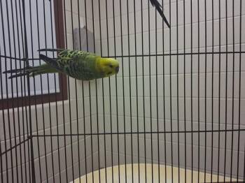 IVY -  Parakeet Bird for Adoption in Colorado Springs, Colorado - IVY | PetCurious