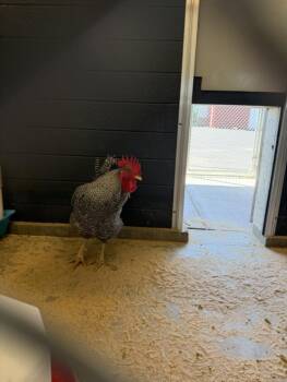 REX -  Chicken Bird for Adoption in Loveland, Colorado - REX | PetCurious