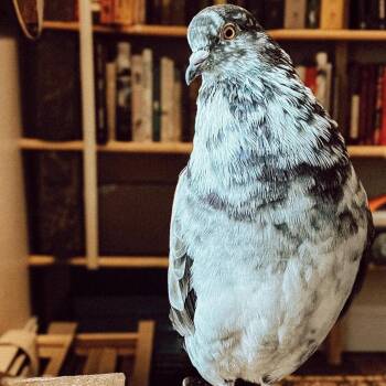 Pigeon Birds Available for Adoption in Chicago, Illinois - Hank & Bobbie (married Couple) | PetCurious
