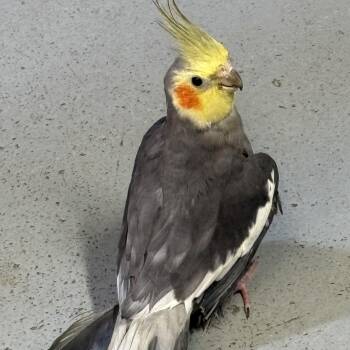 Cockatiel Birds Available for Adoption in Lenexa, Kansas - Casanova | PetCurious