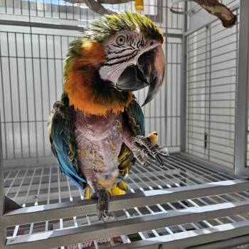 Macaw Birds Available for Adoption in Kanab, Utah - Matthew | PetCurious