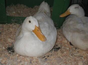 MOCHI -  Duck Bird Available for Adoption in Sacramento, California - MOCHI | PetCurious