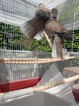 Dove Birds Available for Adoption in Eagle Mountain, Utah - Kiwi / Mango | PetCurious