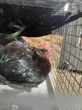 Chicken Birds Available for Adoption in Loveland, Colorado - WILSON | PetCurious