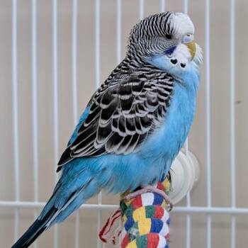 Yvette -  Parakeet Bird Available for Adoption in Kanab, Utah - Yvette | PetCurious