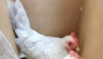 1-3 -  Chicken Bird for Adoption in San Antonio, Texas - 1-3 | PetCurious