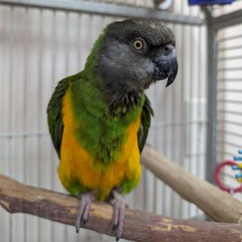 Poicephalus Senegal Birds Available for Adoption in Kanab, Utah - Kevin | PetCurious