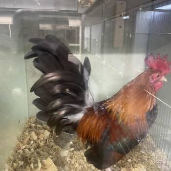 Blaziken* -  Chicken Bird for Adoption in San Gabriel, California - Blaziken* | PetCurious