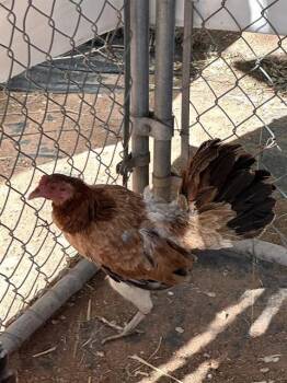 Chicken Birds Available for Adoption in Albuquerque, New Mexico - MAPLE | PetCurious