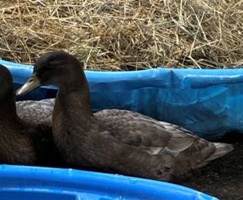 Duck Birds Available for Adoption in Union, Missouri - TWINKIE | PetCurious